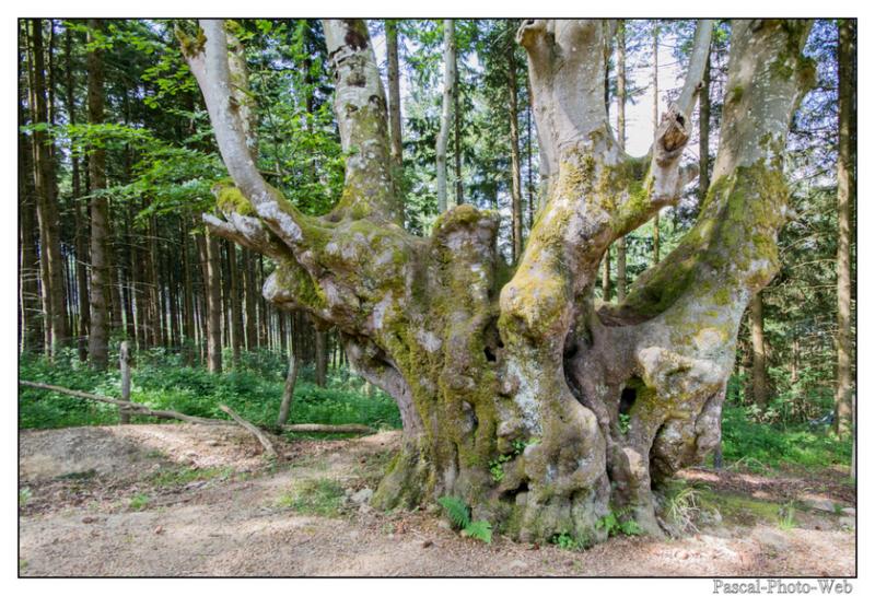 #Pascal-Photo-Web #Saint-Nicolas de Biefs #Paysage #Allier #France #campagne #Puy-de-D�me #patrimoine #touristique #village