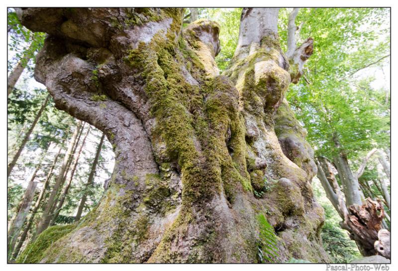 #Pascal-Photo-Web #Saint-Nicolas de Biefs #Paysage #Allier #France #campagne #Puy-de-D�me #patrimoine #touristique #village