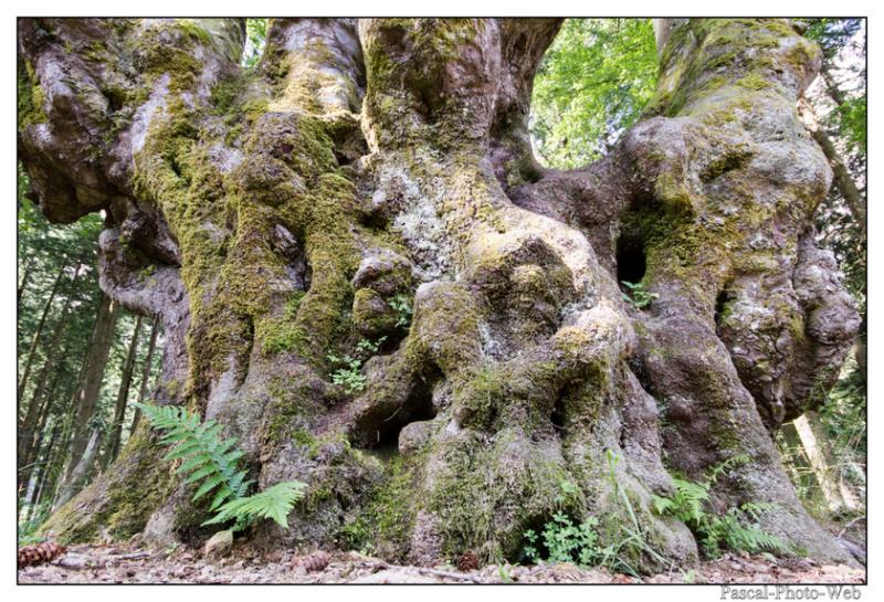#Pascal-Photo-Web #Saint-Nicolas de Biefs #Paysage #Allier #France #campagne #Puy-de-D�me #patrimoine #touristique #village