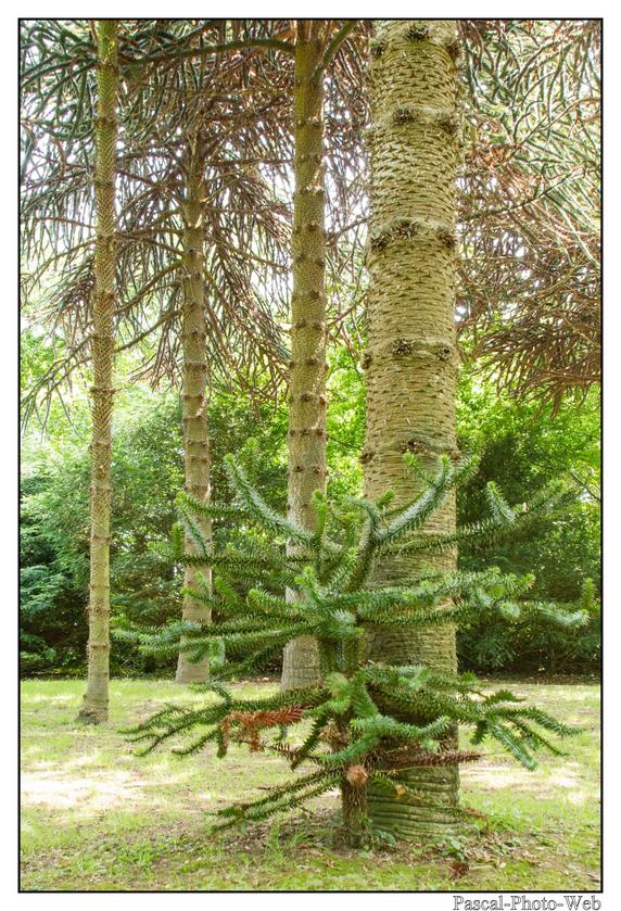 #Pascal-Photo-Web #bretagne #Paysage #Cotesd'armor #France #patrimoine #touristique #22 #jardin #kerdalo