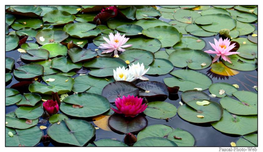 #Pascal-Photo-Web #photo #nouvelle-aquitaine #dordogne #paysage #les-jardins-d'eau #france #24 #sud #ouest #carsac-aillac