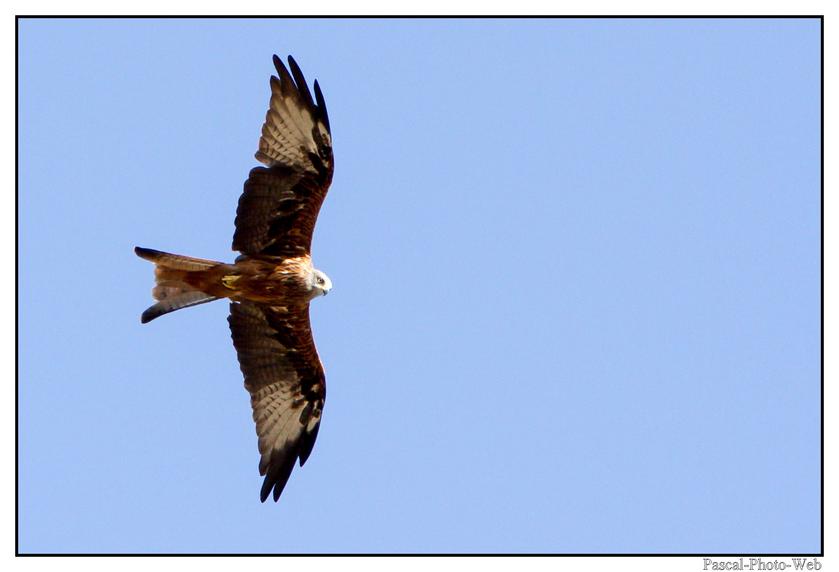 #Pascal-Photo-Web #Corse #Paysage #hautecorse #France #patrimoine #touristique #2b #Milanroyal #rapace