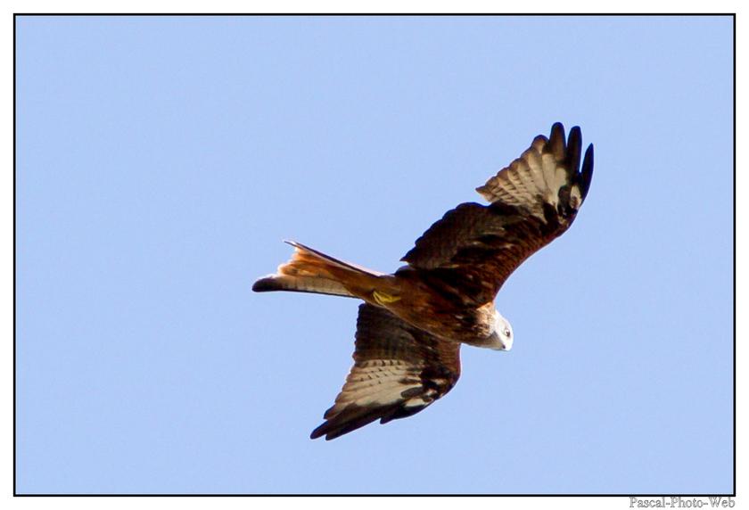 #Pascal-Photo-Web #Corse #Paysage #hautecorse #France #patrimoine #touristique #2b #Milanroyal #rapace