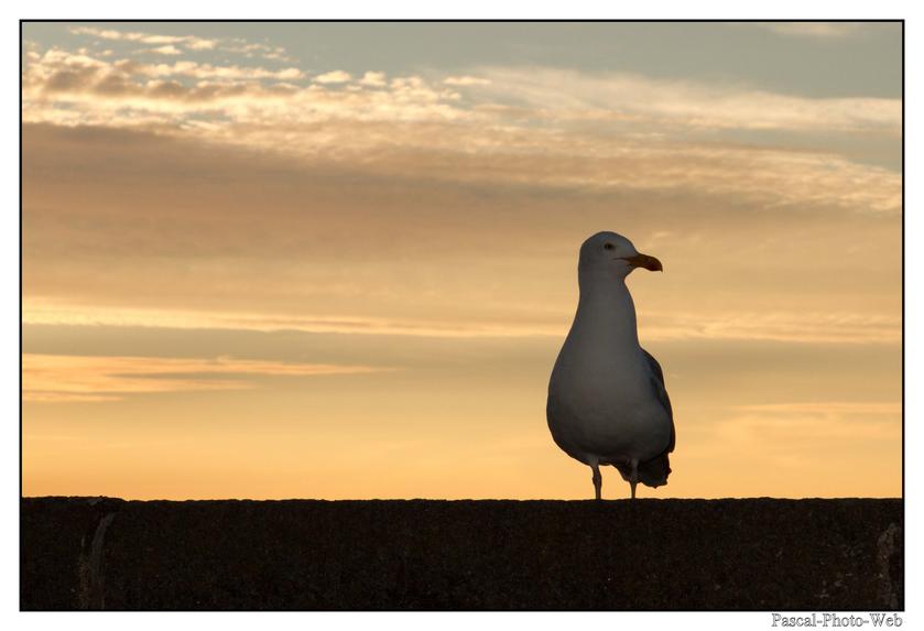 #Pascal-Photo-Web #photo #bretagne #ile-et-vilaine #paysage #saint-Malo #france #35 #ouest #tourisme