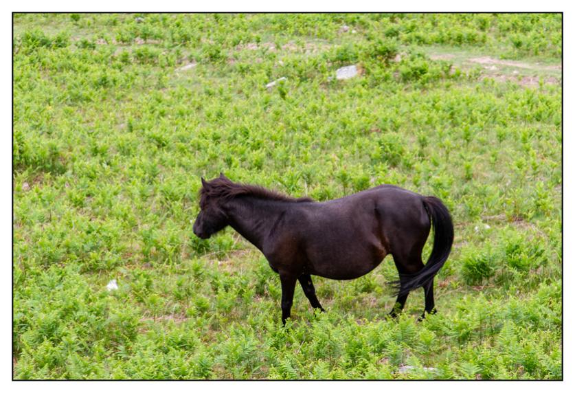 #pascal-photo-web #pyr�n�es-atlantique #pyr�n�es #64 #france #sud #ouest #photo #montagne #paysage #piment #sares #letraindelarhune #rhune