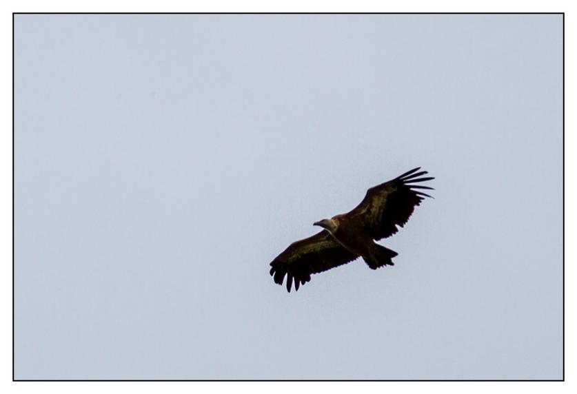 #pascal-photo-web #pyr�n�es-atlantique #pyr�n�es #64 #france #sud #ouest #photo #montagne #paysage #piment #sares #letraindelarhune #rhune