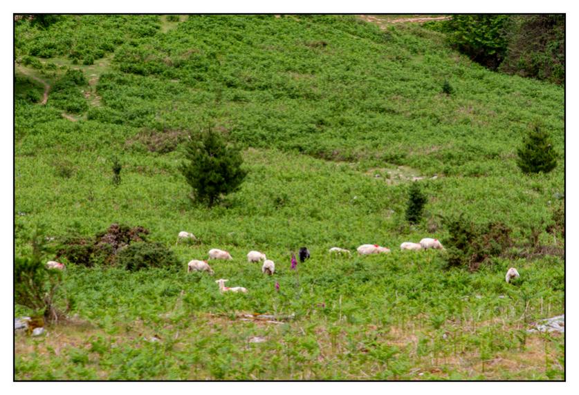 #pascal-photo-web #pyr�n�es-atlantique #pyr�n�es #64 #france #sud #ouest #photo #montagne #paysage #piment #sares #letraindelarhune #rhune