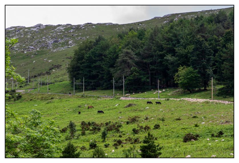 #pascal-photo-web #pyr�n�es-atlantique #pyr�n�es #64 #france #sud #ouest #photo #montagne #paysage #piment #sares #letraindelarhune #rhune