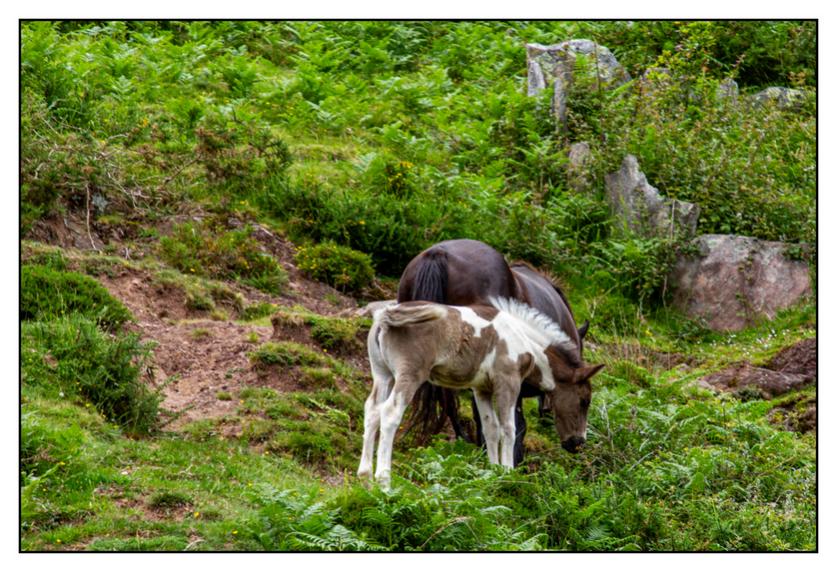 #pascal-photo-web #pyr�n�es-atlantique #pyr�n�es #64 #france #sud #ouest #photo #montagne #paysage #piment #sares #letraindelarhune #rhune