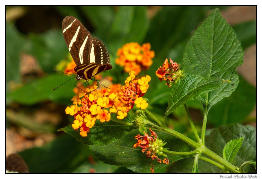 #Pascal-Photo-Web #Village #medieval #Paysage #67 #bas-rhin #France #alsace #patrimoine #touristique #Hunawihr