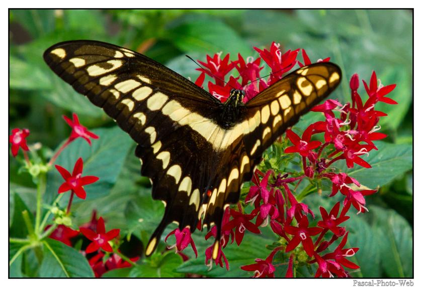 #Pascal-Photo-Web #Village #medieval #Paysage #67 #bas-rhin #France #alsace #patrimoine #touristique #Hunawihr