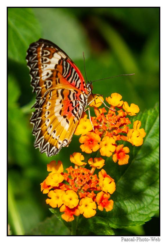 #Pascal-Photo-Web #Village #medieval #Paysage #67 #bas-rhin #France #alsace #patrimoine #touristique #Hunawihr