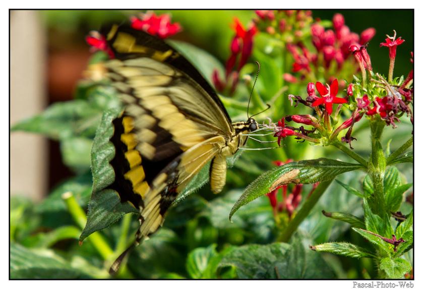 #Pascal-Photo-Web #Village #medieval #Paysage #67 #bas-rhin #France #alsace #patrimoine #touristique #Hunawihr