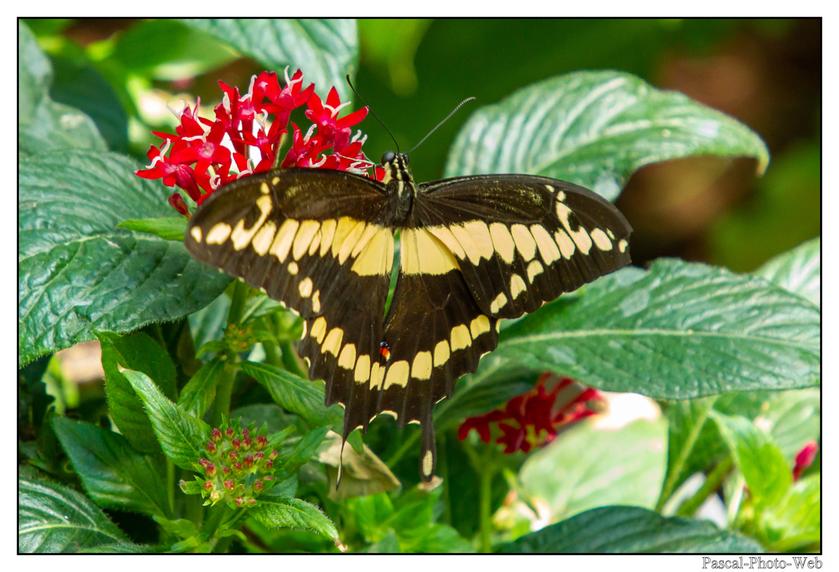 #Pascal-Photo-Web #Village #medieval #Paysage #67 #bas-rhin #France #alsace #patrimoine #touristique #Hunawihr