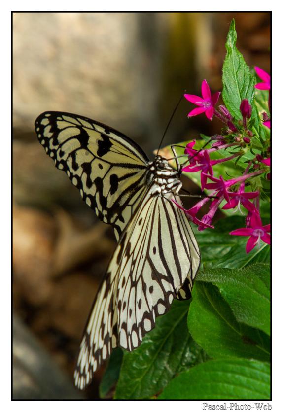 #Pascal-Photo-Web #Village #medieval #Paysage #67 #bas-rhin #France #alsace #patrimoine #touristique #Hunawihr