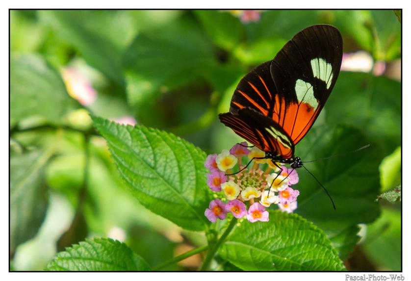 #Pascal-Photo-Web #Village #medieval #Paysage #67 #bas-rhin #France #alsace #patrimoine #touristique #Hunawihr