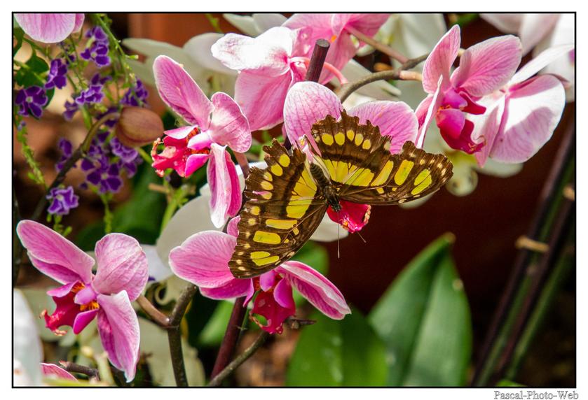 #Pascal-Photo-Web #Village #medieval #Paysage #67 #bas-rhin #France #alsace #patrimoine #touristique #Hunawihr
