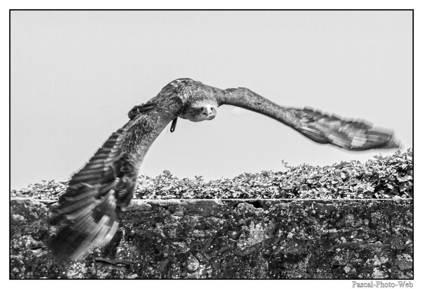 #Pascal-Photo-Web #Village #medieval #Paysage #67 #bas-rhin #France #alsace #patrimoine #touristique #Kintzheim