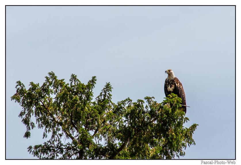 #Pascal-Photo-Web #Village #medieval #Paysage #67 #bas-rhin #France #alsace #patrimoine #touristique #Kintzheim
