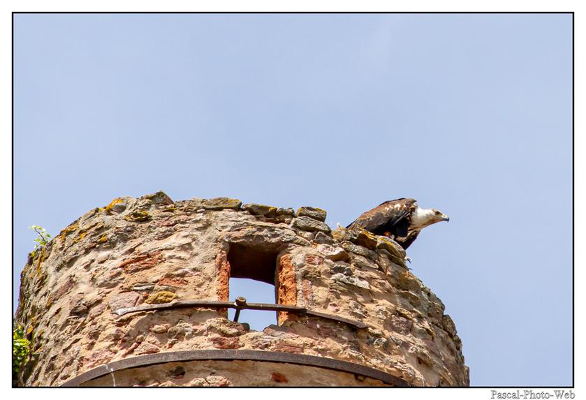#Pascal-Photo-Web #Village #medieval #Paysage #67 #bas-rhin #France #alsace #patrimoine #touristique #Kintzheim