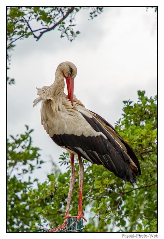 #Pascal-Photo-Web #Village #medieval #Paysage #67 #bas-rhin #France #alsace #patrimoine #touristique #Marlenheim