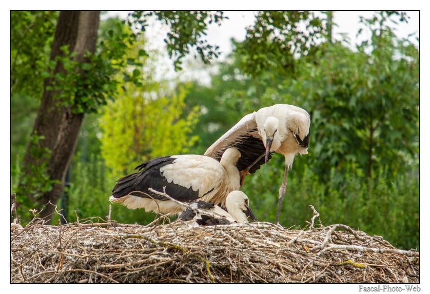#Pascal-Photo-Web #Village #medieval #Paysage #67 #bas-rhin #France #alsace #patrimoine #touristique #Marlenheim