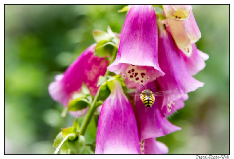 #pascal-photo-web #hautes-alpes #savoie #74 #france #sud #est #photo #yvoire