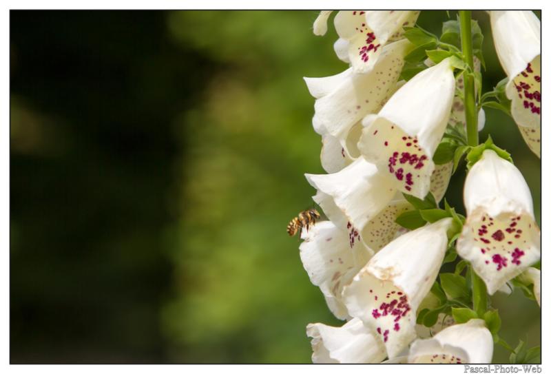 #pascal-photo-web #hautes-alpes #savoie #74 #france #sud #est #photo #yvoire