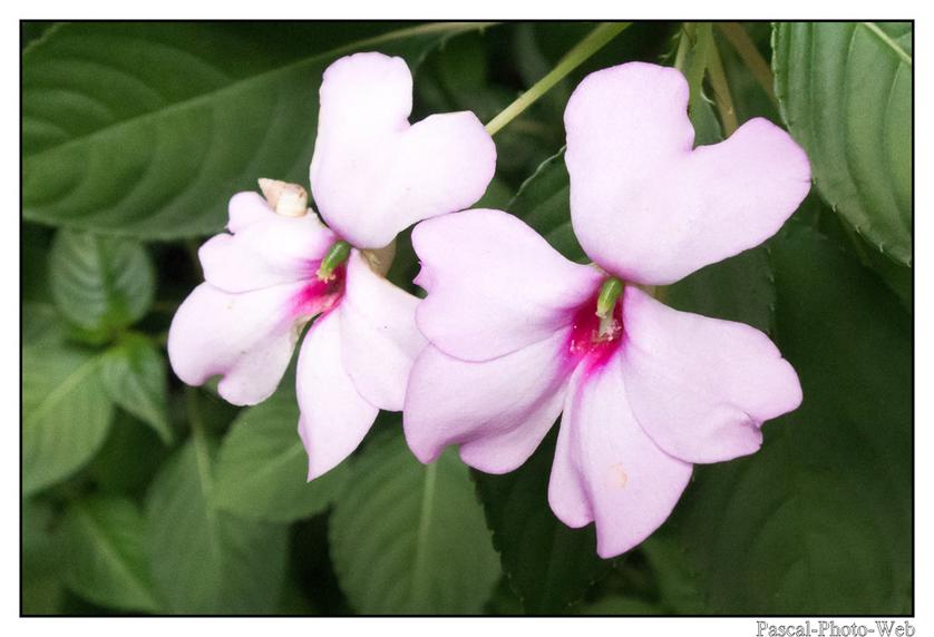 #Pascal-Photo-Web #photo #Lar�union #paysage #france #974 #tourisme #dom-tom #flore