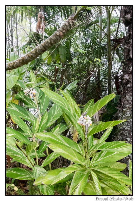 #Pascal-Photo-Web #photo #Lar�union #paysage #france #974 #tourisme #dom-tom #flore