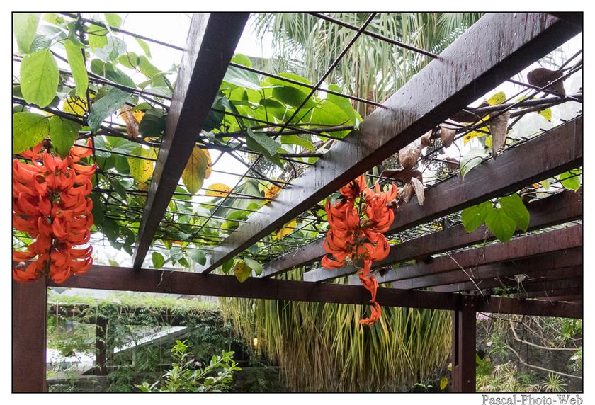 #Pascal-Photo-Web #photo #Lar�union #paysage #france #974 #tourisme #dom-tom #flore