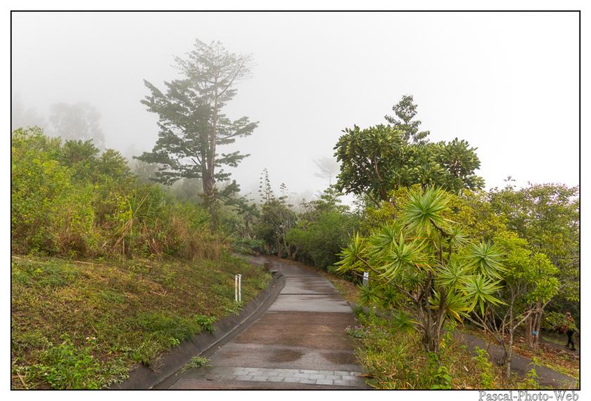 #Pascal-Photo-Web #photo #Lar�union #paysage #france #974 #tourisme #dom-tom #flore