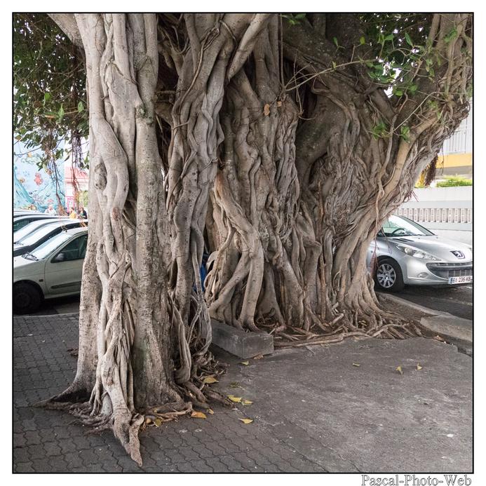 #Pascal-Photo-Web #photo #Lar�union #paysage #france #974 #tourisme #dom-tom #saint-pierre