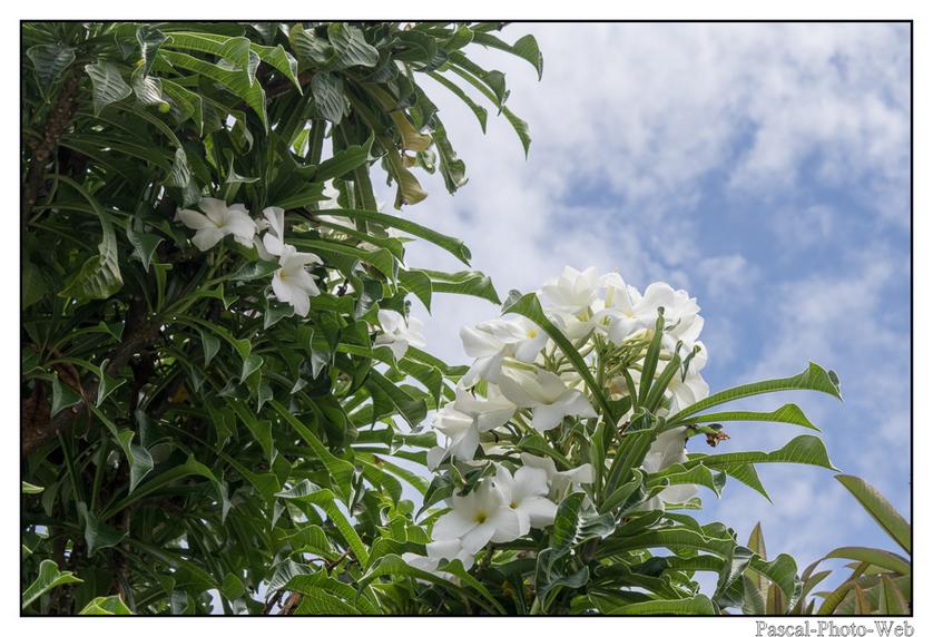 #Pascal-Photo-Web #photo #Lar�union #paysage #france #974 #tourisme #dom-tom #saint-pierre