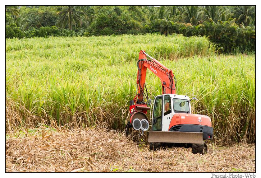 #Pascal-Photo-Web #photo #Lar�union #paysage #france #974 #tourisme #dom-tom #canne-�-sucre