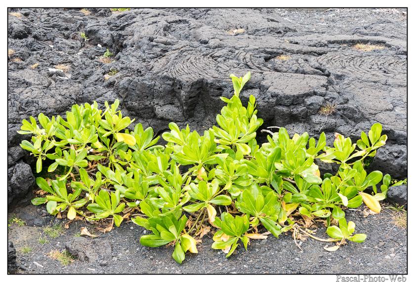 #Pascal-Photo-Web #photo #Lar�union #paysage #france #974 #tourisme #dom-tom #piton #volcan #fournaise