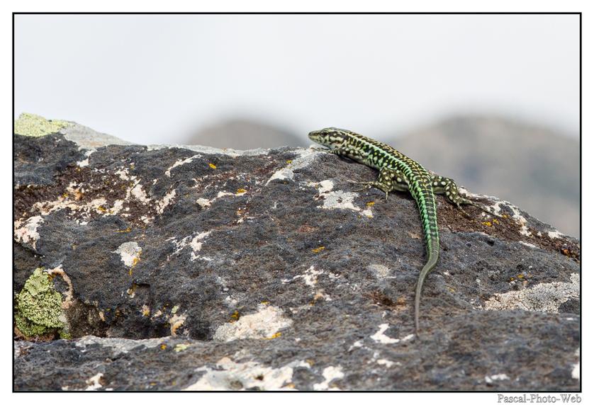 #Pascal-Photo-Web #Alicante #Paysage #Sardaigne #Litoral #Baln�aire #plage #touristique #mer 