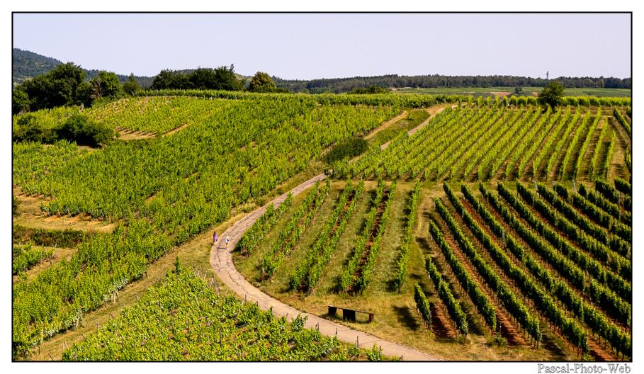 #paysages #campagne #Mittelbergheim #pascal-photo-web #Alsace #Bas-Rhin #67 #france #nord #est #patrimoine