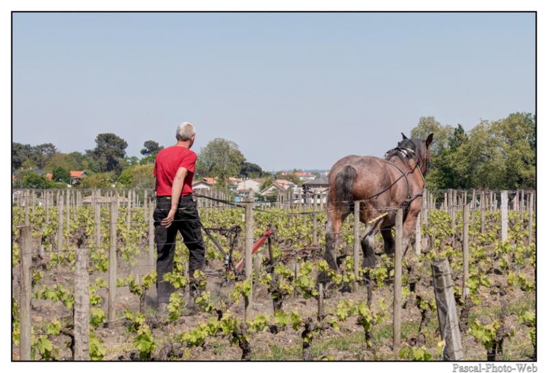 #Pascal-Photo-Web #france #Gironde #Paysage #Pessac #vignoble #Pape Cl�ment