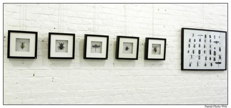 #Pascal-Photo-Web #le havre #LH #exposition #les jardins suspendus #patrimoines #Arts #Normandie #seine-maritime