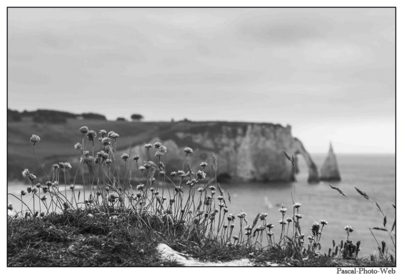 #Pascal-Photo-Web #Etretat #Paysage #Seine-Maritime #France #Litoral #Baln�aire #Lupin #Falaise #Normandie #76 Galets #patrimoine #plage #touristique #mer