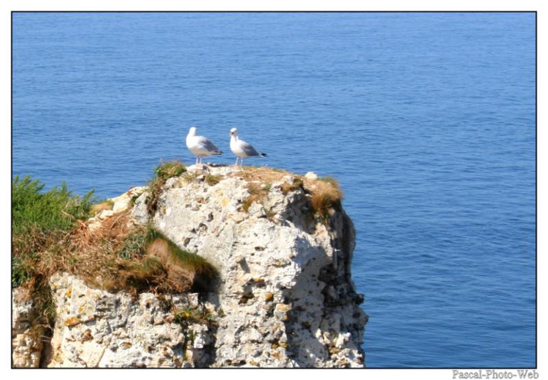 #Pascal-Photo-Web #Etretat #Paysage #Seine-Maritime #France #Litoral #Baln�aire #Lupin #Falaise #Normandie #76 Galets #patrimoine #plage #touristique #mer