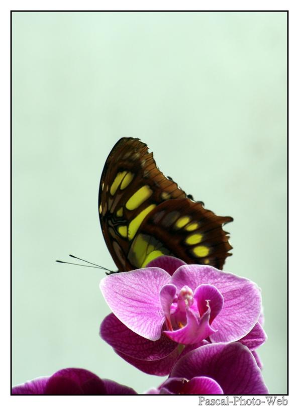 #Pascal-Photo-Web #photo #bretagne #Morbillan #paysage #france #56 #ouest #Vannes