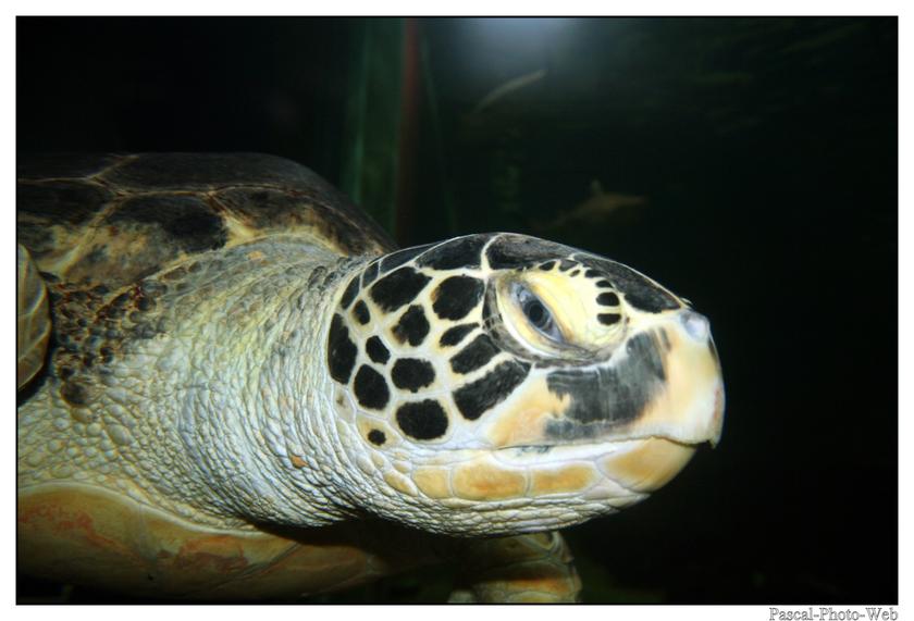 #Pascal-Photo-Web #photo #bretagne #Morbillan #paysage #france #56 #ouest #Vannes