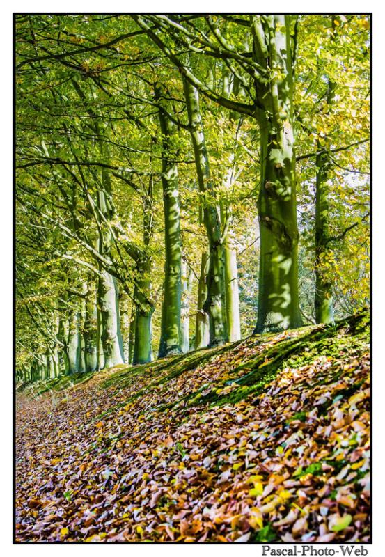 #parcderouelle #arbre #autonme #lehavre #pascal-photo-web #normandie #seine-maritime #76 #france #nord #ouest #patrimoine