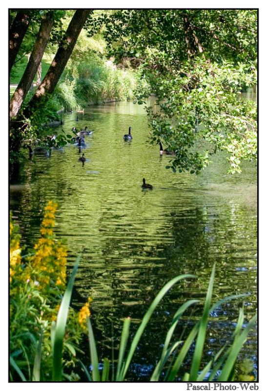 #canard #parcderouelle #arbre #autonme #lehavre #pascal-photo-web #normandie #seine-maritime #76 #france #nord #ouest #patrimoine