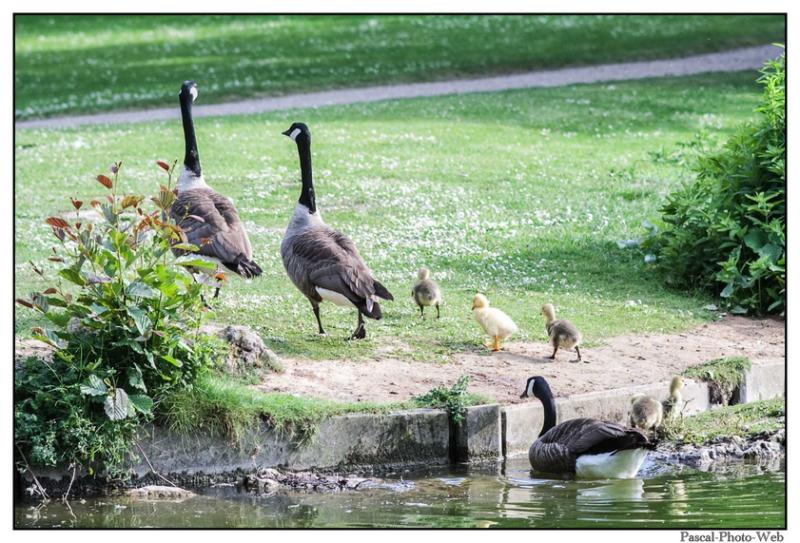 #canard #parcderouelle #arbre #autonme #lehavre #pascal-photo-web #normandie #seine-maritime #76 #france #nord #ouest #patrimoine