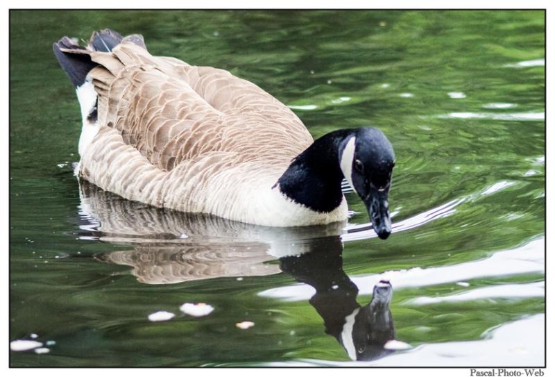 #canard #parcderouelle #arbre #autonme #lehavre #pascal-photo-web #normandie #seine-maritime #76 #france #nord #ouest #patrimoine