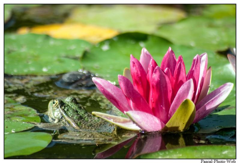 #lotus#grenouille #parcderouelle #arbre #autonme #lehavre #pascal-photo-web #normandie #seine-maritime #76 #france #nord #ouest #patrimoine