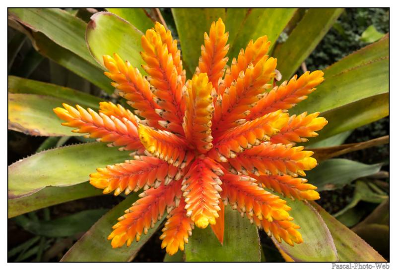 #jardinssuspendus #fleurs #lehavre #pascal-photo-web #normandie #seine-maritime #76 #france #nord #ouest #patrimoine